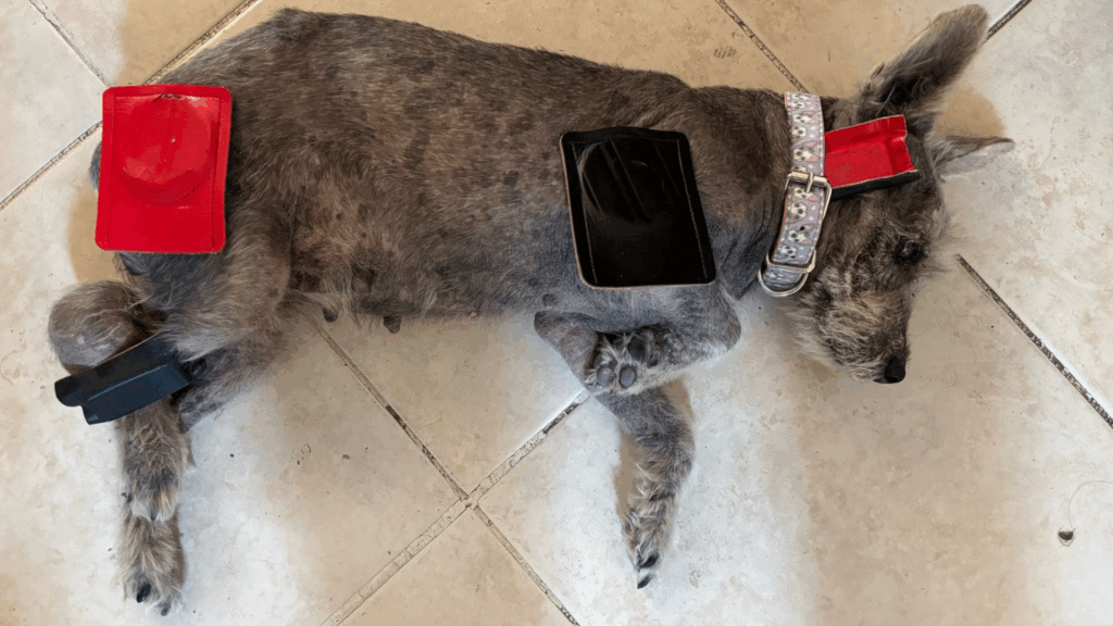 Biomagnetismo Entre Perros y Gatos