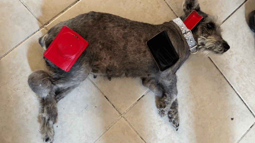 Biomagnetismo en Mascotas