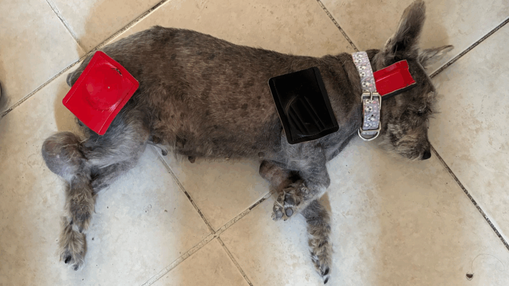 Biomagnetismo en animales