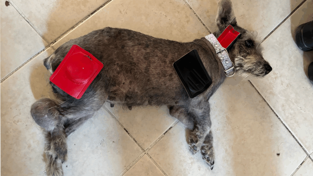 Biomagnetismo para mascotas